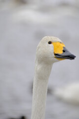Whooper swans in Nagamineoike, Feb2022