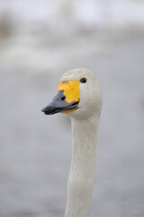Fototapeta premium Whooper swans in Nagamineoike, Feb2022