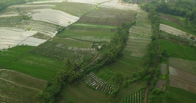 Flight over of Tonoboyo rice field, Magelang, Indonesia. Aerial view Rice terraces  taken from drone camera. Asian countryside. view of farm terraces in lush green fields in central java