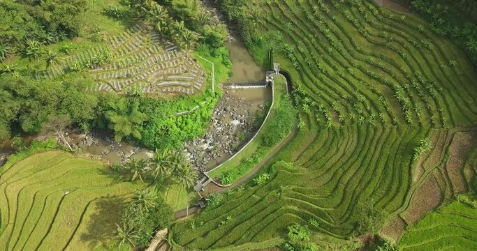 Aerial view Rice terraces taken from drone camera. Flight over of Tonoboyo rice field, Magelang, Indonesia. Asian countryside with rivers. view of farm terraces in lush green fields in central java