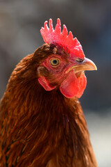 Portrait chicken on the farm, poultry concept