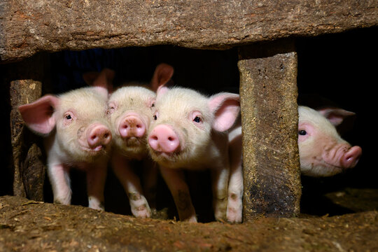 Young Dirt Piglet Are Feeding On Farms Pig. Pigs Portrait