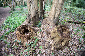 Ancient coppiced tree stand in Collington Wood Nature Reserve, Bexhill-on-Sea, east Sussex, England