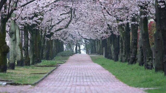 Tokyo, Japan - April 5, 2022: Cherry blossom trees and fallen pink petals on road
