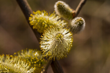 Dier Pollen eines aufgeblühten Weidenkätzchens
