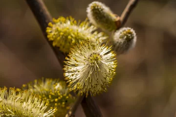 Fototapeten Dier Pollen eines aufgeblühten Weidenkätzchens © biggi62