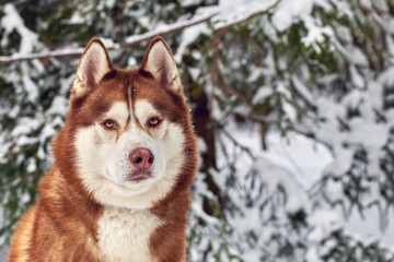 Portrait cute Siberian Husky dog. Red husky dog closeup, copy space © Konstantin