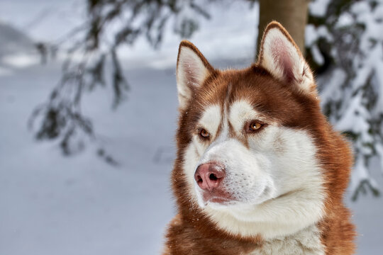 Portrait cute Siberian Husky dog. Red husky dog closeup, side view, copy space