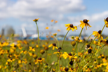 Black-eyed Susan flowers in a meadow