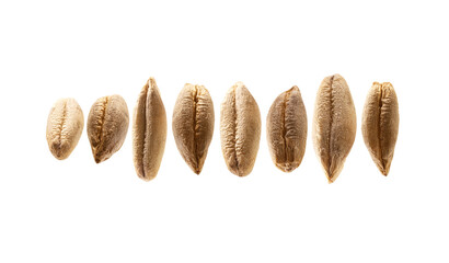 Rye grains levitate on a white background