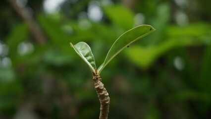 three leave on top of tree