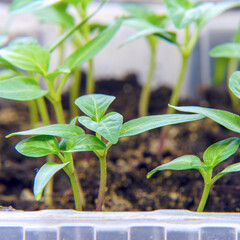 Young small seedlings in a greenhouse. Selective focus