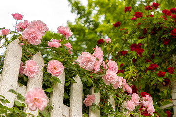 Wild roses growing on fence