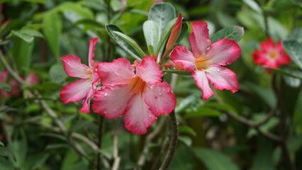 Obraz premium pink and white flower