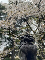 The guardian lion at the Shrine of Nezu Tokyo Japan, sakura season on rainy day, April 4th, 2022, Reiwa 4th