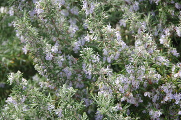 満開のローズマリー