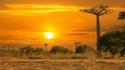Gordijnen Beautiful Baobab trees at sunset at the avenue of the baobabs in Madagascar © vaclav