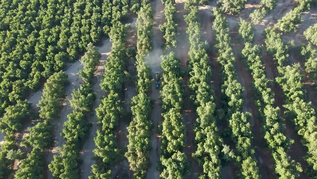 Aerial dolly out of blue tractor between waru waru avocado plantations in a green field on a sunny day