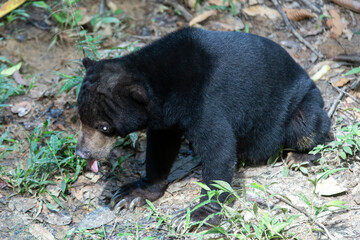 Malayan Sun Bear is the smallest bear in the world.