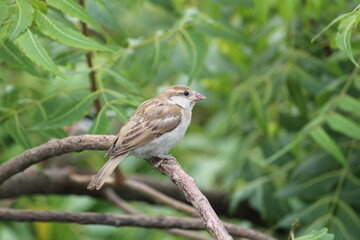 little house sparrow sitting  n green neem tree's branch
