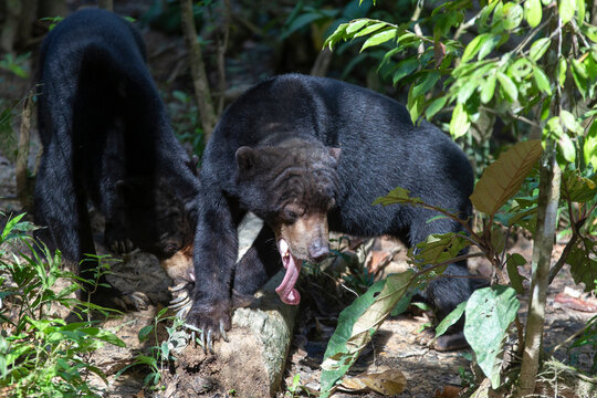 Tabin Images Parcourir 292 le catalogue de photos, vecteurs et vidéos