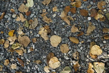 Dry leaves on the pebbles, stones in autumn fall.