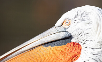 Closeup of a pelican at the Pragua zoo