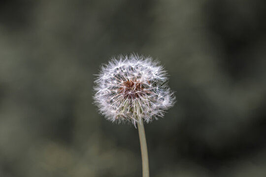 Close view of a dandelion flower isolated on natural green background.