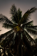Fototapeta na wymiar dominican palm tree