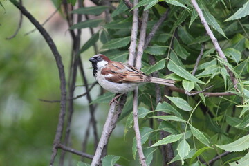 little house sparrow sitting  n green neem tree's branch