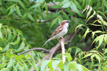 little house sparrow sitting  n green neem tree's branch