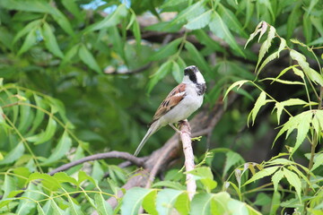 little house sparrow sitting  n green neem tree's branch