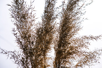 Pampas grass close-up outdoors in the sunlight.