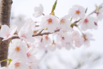 spring blossom