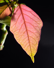 Red leaf on a plant in nature.