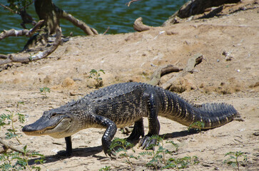 An alligator walking to the water.