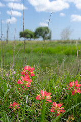 A grouping of Indian paintbrush wildflowers on a sunny spring day in Texas.