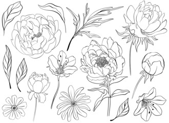 Set of botanical clipart elements. Collection of flowers, branches and leaves. Wildflowers. Line art illustration.