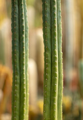 Cactus plant in the arboretum.
