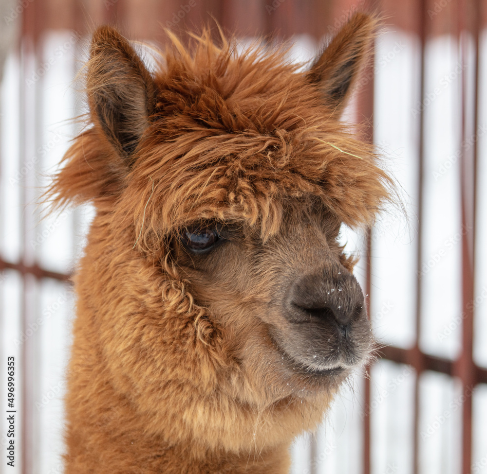 Wall mural lama portrait in winter outdoors.