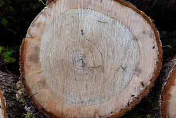 Looking at a cut end of a pine tree log, seeing the rings and outer circle of bark. 
