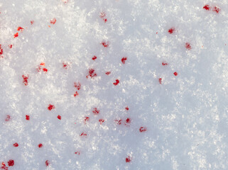 Red blood on the white snow in winter.