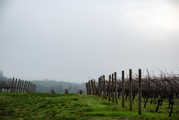 In Oregon, a winter vineyard of bare vines, obscured by mist, looking down a hill between rows of vines branching off the trellises, green grass between rows. 