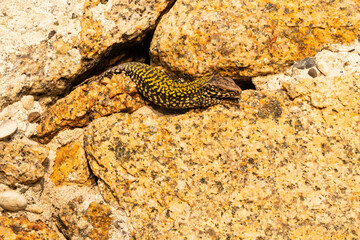 Wall lizard in the warm evening light.