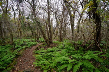 fern and bare trees in autumn forest
