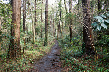 森・森林・小道・遊歩道・森林浴・エコ・環境