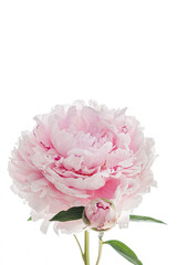 pink peony on the white background