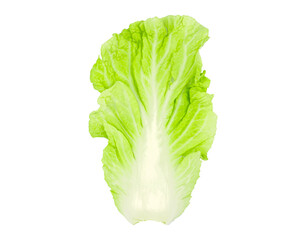 fresh chinese cabbage leave on isolaed white background.