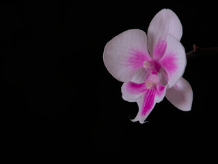 last blossom of orchid on black background - one blossom - used as background