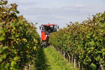 Weinlese von Sankt Laurent Rotweintrauben in der Pfalz © U. J. Alexander
